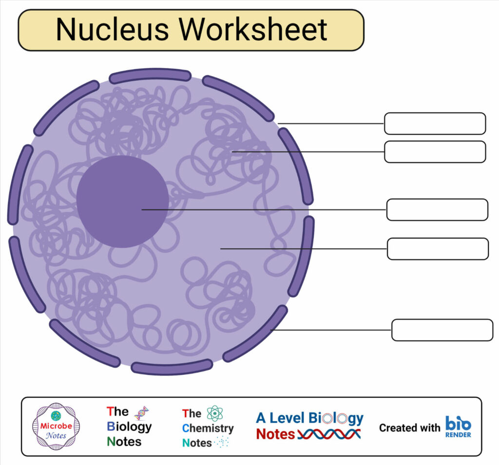 Nucleus: Definition, Structure, Parts, Functions, Diagram