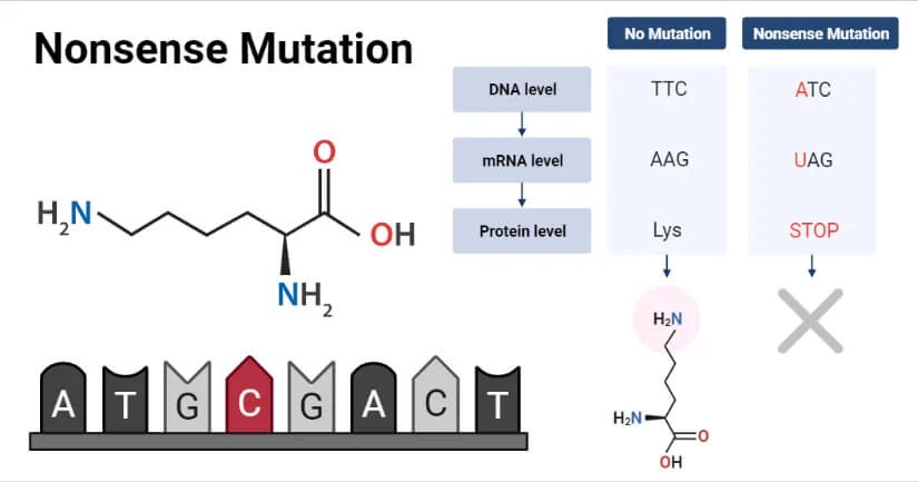 Nonsense Mutation Definition, Causes, Mechanism, Applications, Examples
