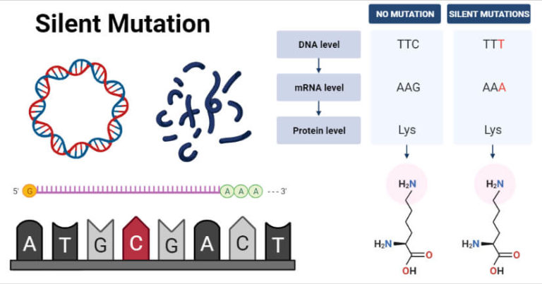 Silent Mutation Definition, Causes, Mechanism, Applications, Examples