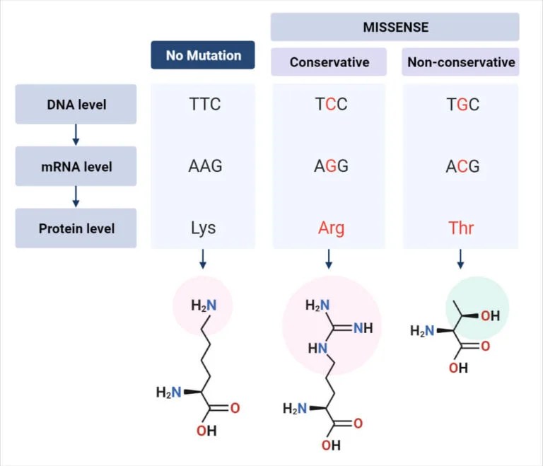 Missense Mutation Definition, Causes, Mechanism, Types