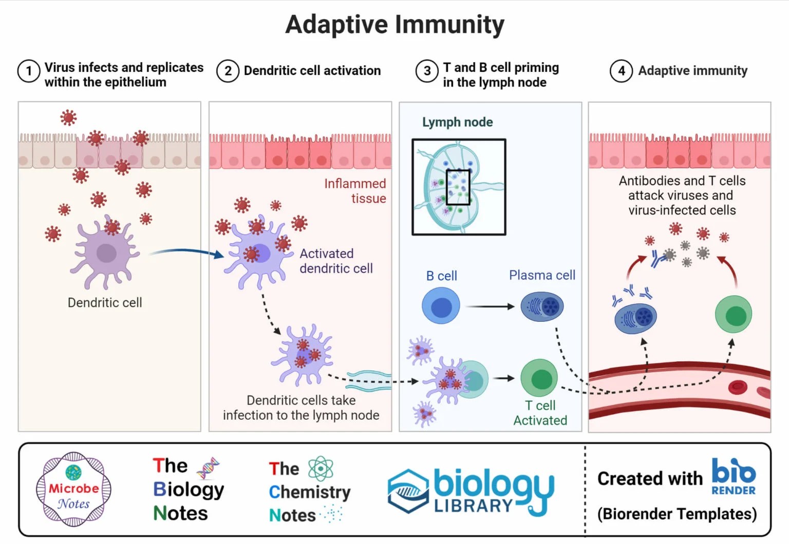 Dendritic Cells Definition, Structure, Immunity, Types, Functions