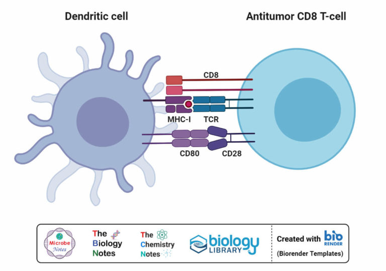 Dendritic Cells Definition, Structure, Immunity, Types, Functions