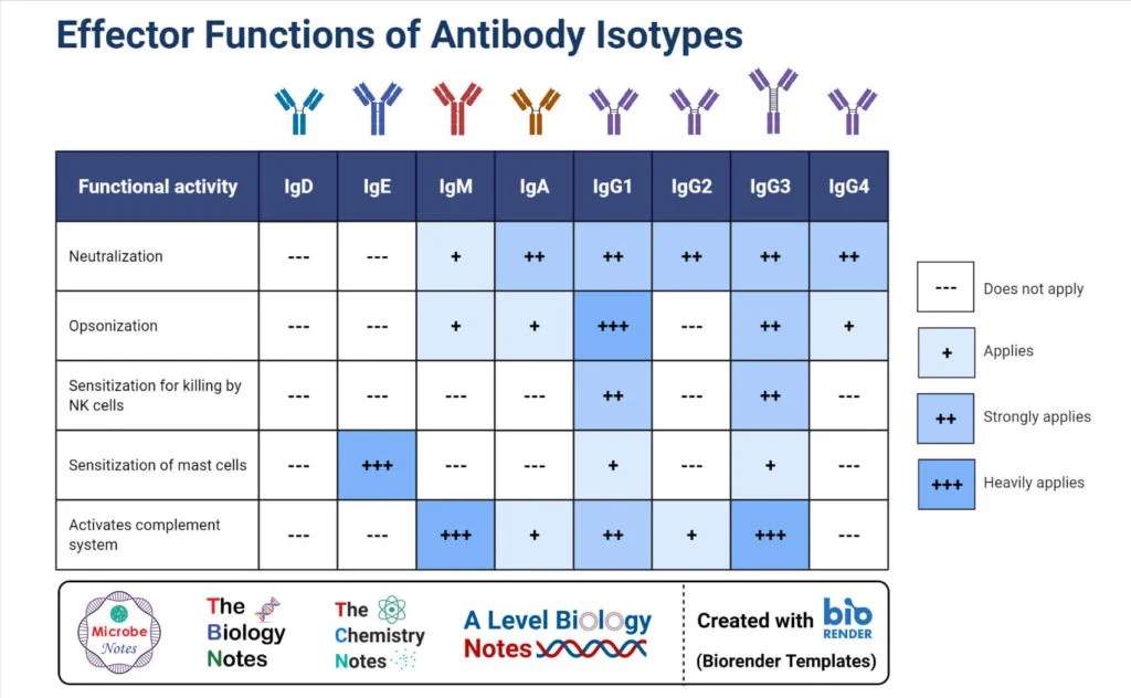 5 Types of Immunoglobulins IgG, IgM, IgA, IgD, and IgE