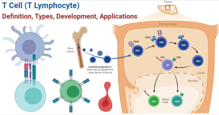 T Cell (T Lymphocyte) Definition, Types, Development, Applications
