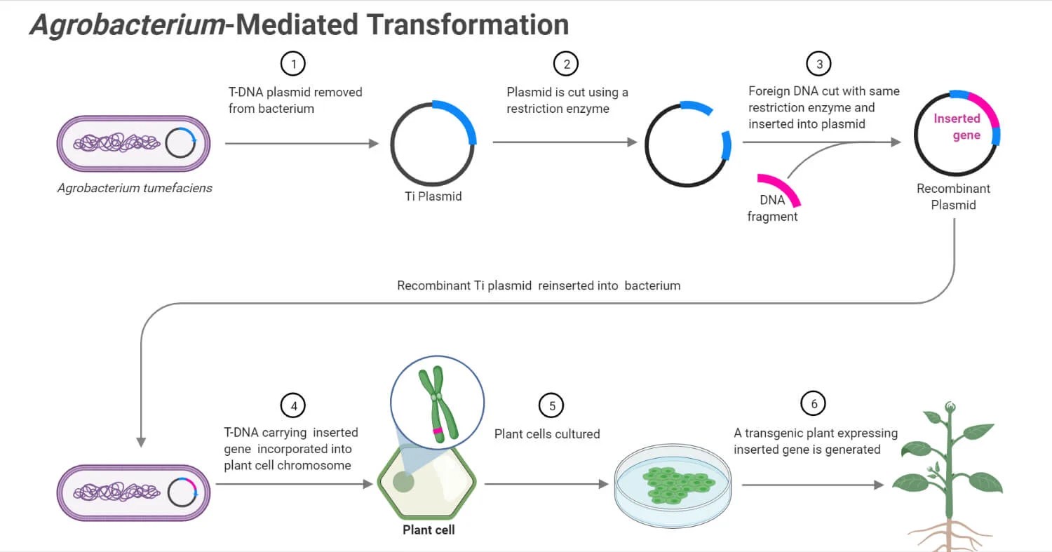AgrobacteriumMediated Gene Transfer (Transformation) in Plants