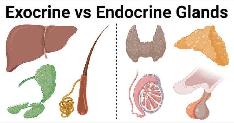 Exocrine vs. Endocrine Glands: 8 Differences, Examples