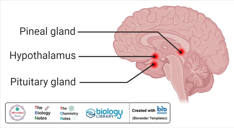 Endocrine System Definition, Glands, Hormones, Functions, Disorders