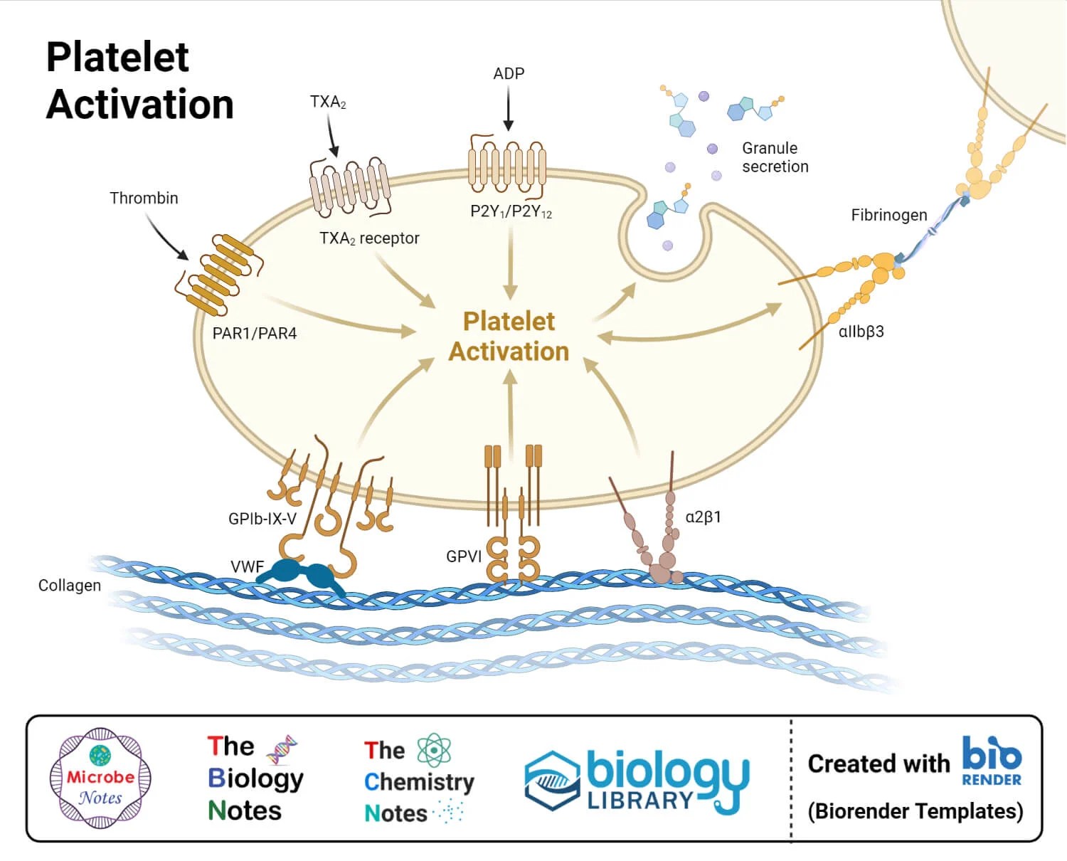Platelets (Thrombocytes) Definition, Structure, Immunity, Functions