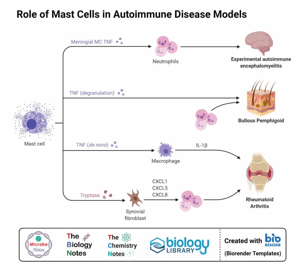 Mast Cells Definition, Structure, Immunity, Types, Functions