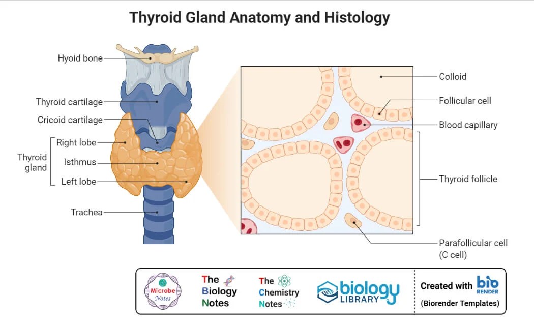 Endocrine System Definition, Glands, Hormones, Functions, Disorders