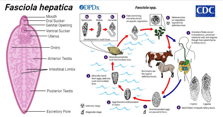 Fasciola hepatica- Common liver fluke or Sheep liver fluke