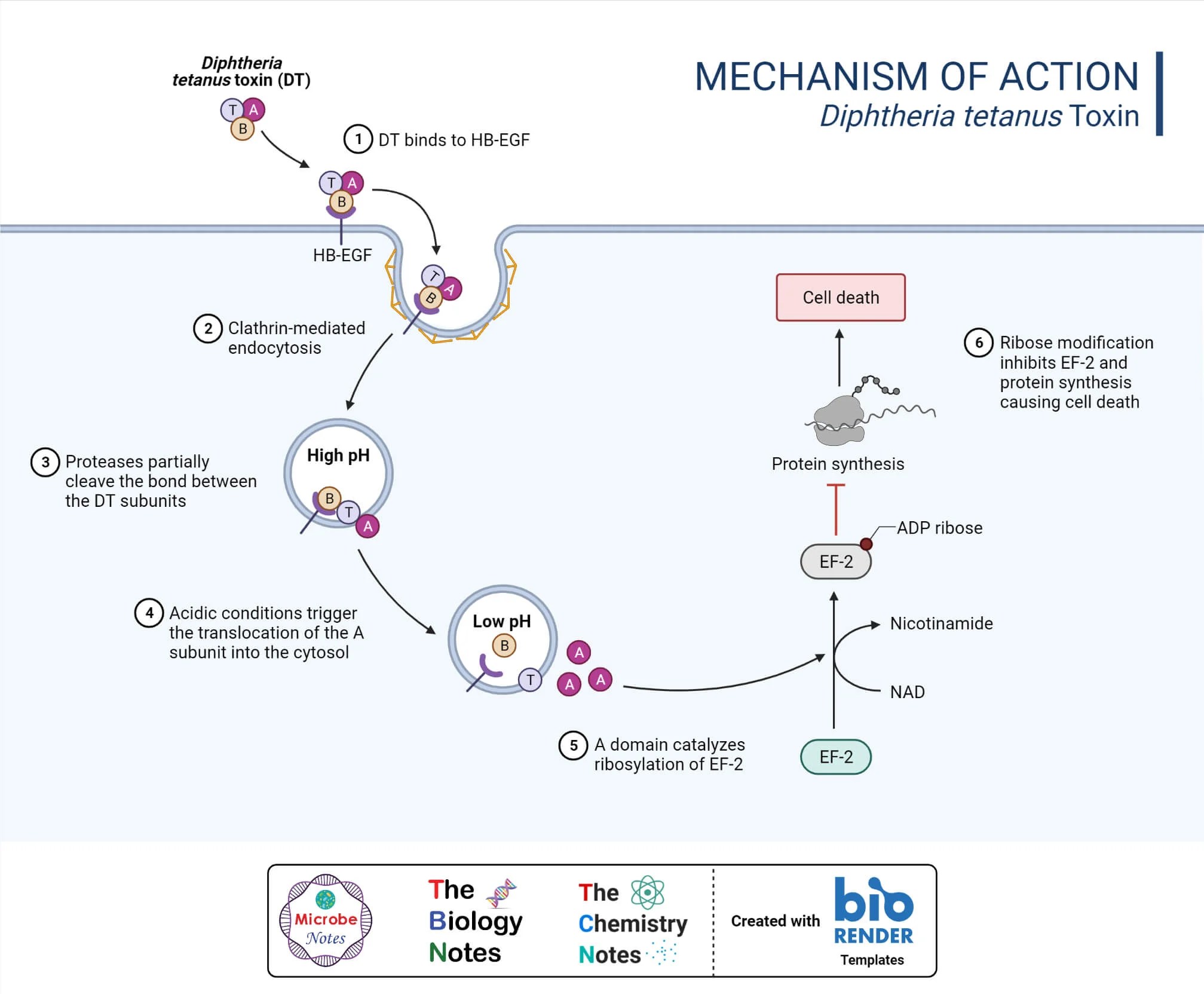 Protein Synthesis Inhibitors Definition, Examples, Inhibition, Resistance