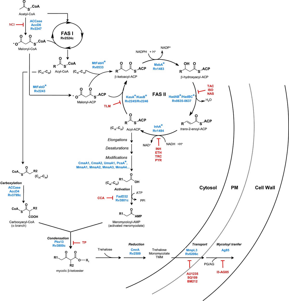 Mycolic acid biosynthesis inhibitors Definition, Examples, Inhibition