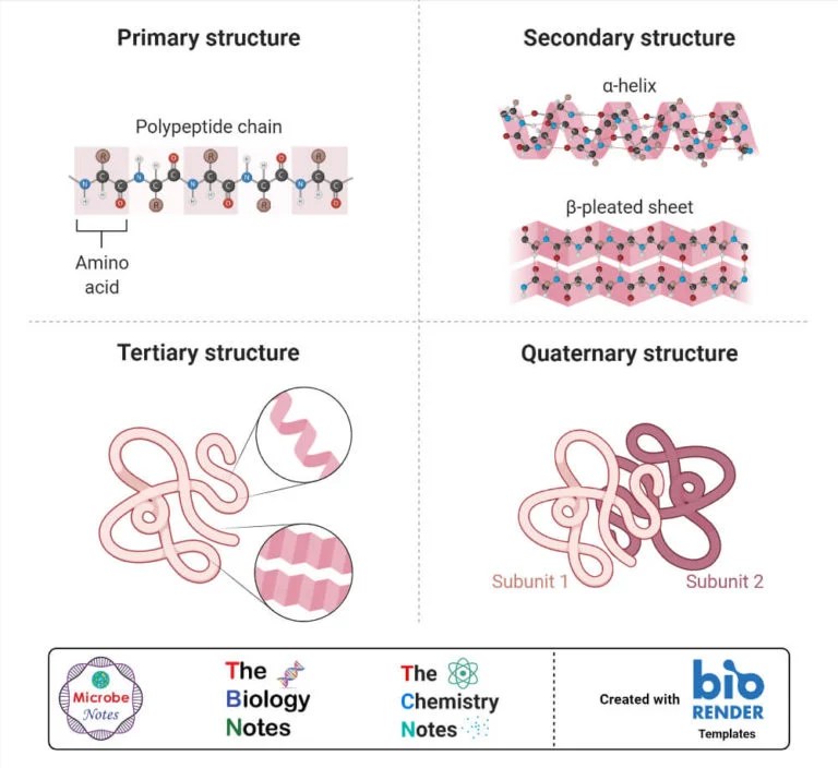 Protein Structure Primary, Secondary, Tertiary, and Quaternary