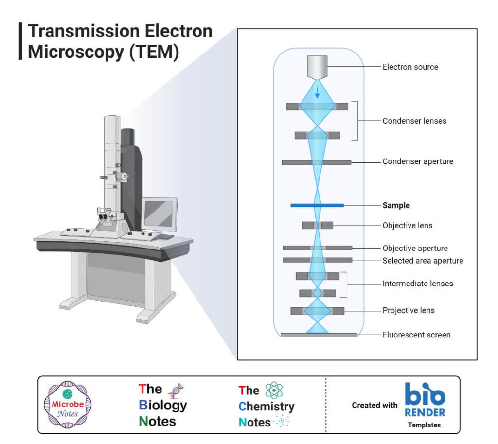 Electron Microscope: Principle, Types, Uses, Labeled Diagram