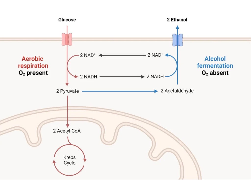 Another Word For Anaerobic Respiration Reynolds Bland1959