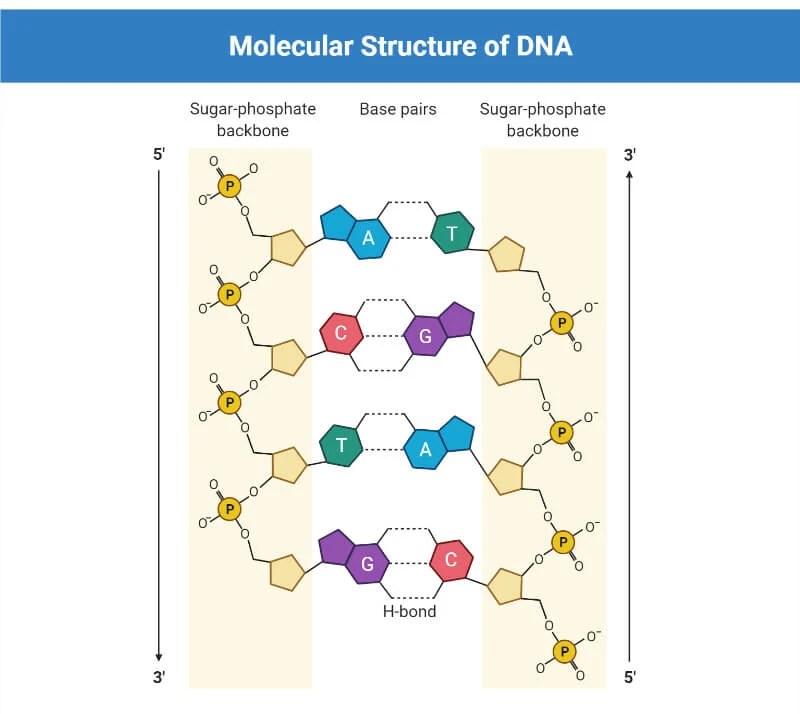 DNA: Properties, Structure, Composition, Types, Functions
