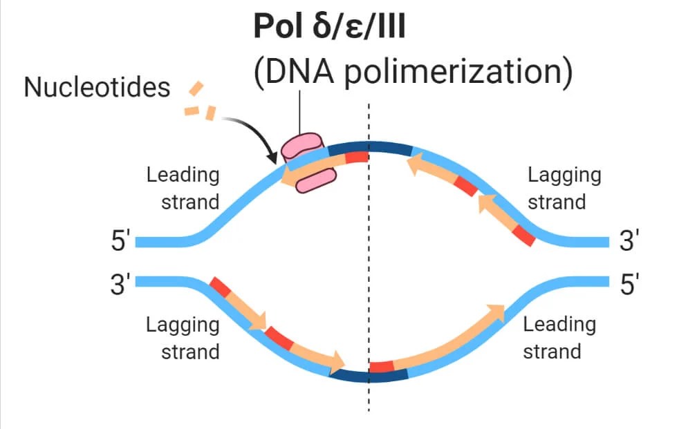 DNA Polymerase Properties, Structure, Types, Functions