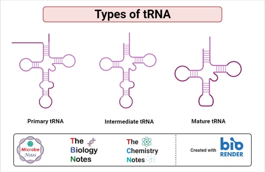 Transfer RNA (tRNA) Definition, Structure, Processing, Types, Functions