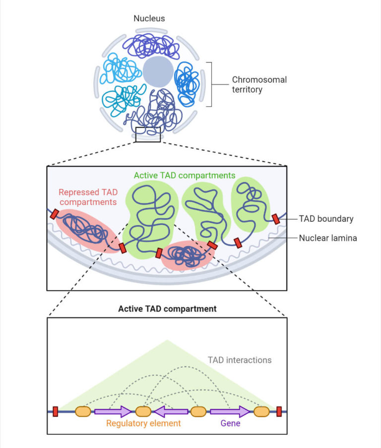 Nucleus Definition, Structure, Parts, Functions, Diagram