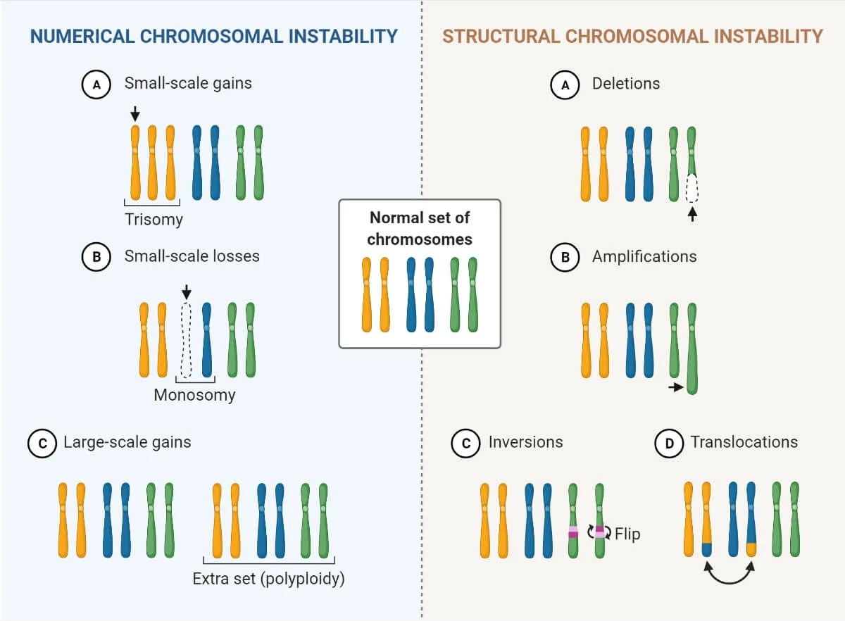 Chromosomes Definition, Structure, Types, Model, Functions