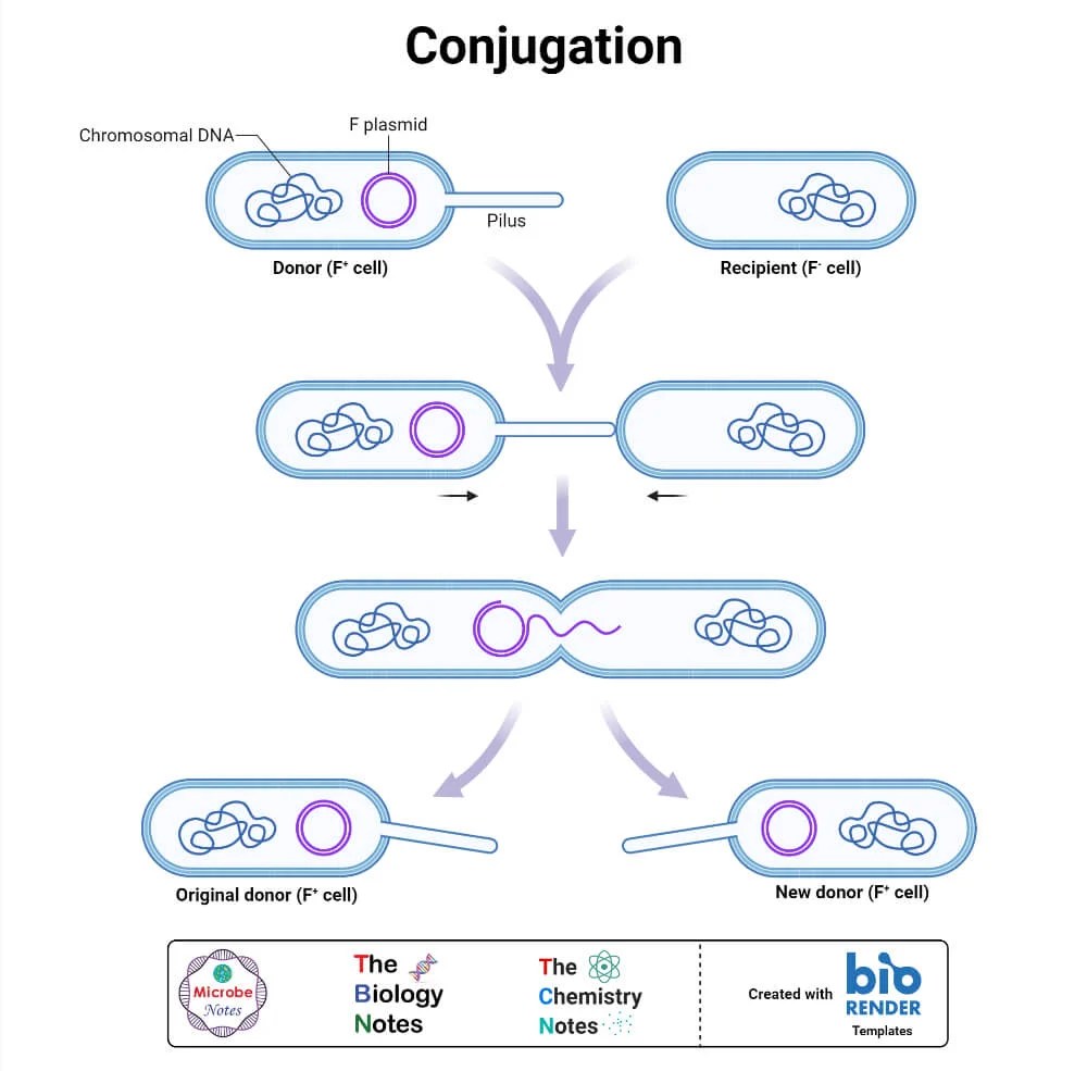 Plasmids Definition, Properties, Structure, Types, Functions, Examples