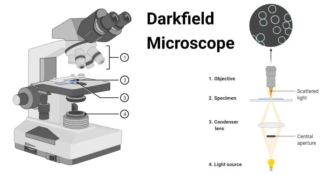 16 Types of Microscopes with Parts, Functions, Diagrams