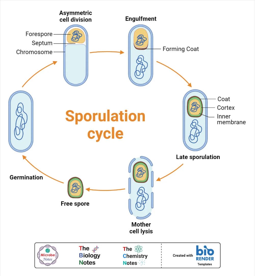 Asexual Reproduction Features, Types, Examples