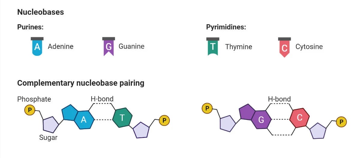 Nucleoside Definition, Types, Structure, Functions