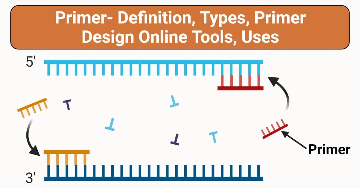 Primer Definition, Types, Primer Design Online Tools, Uses