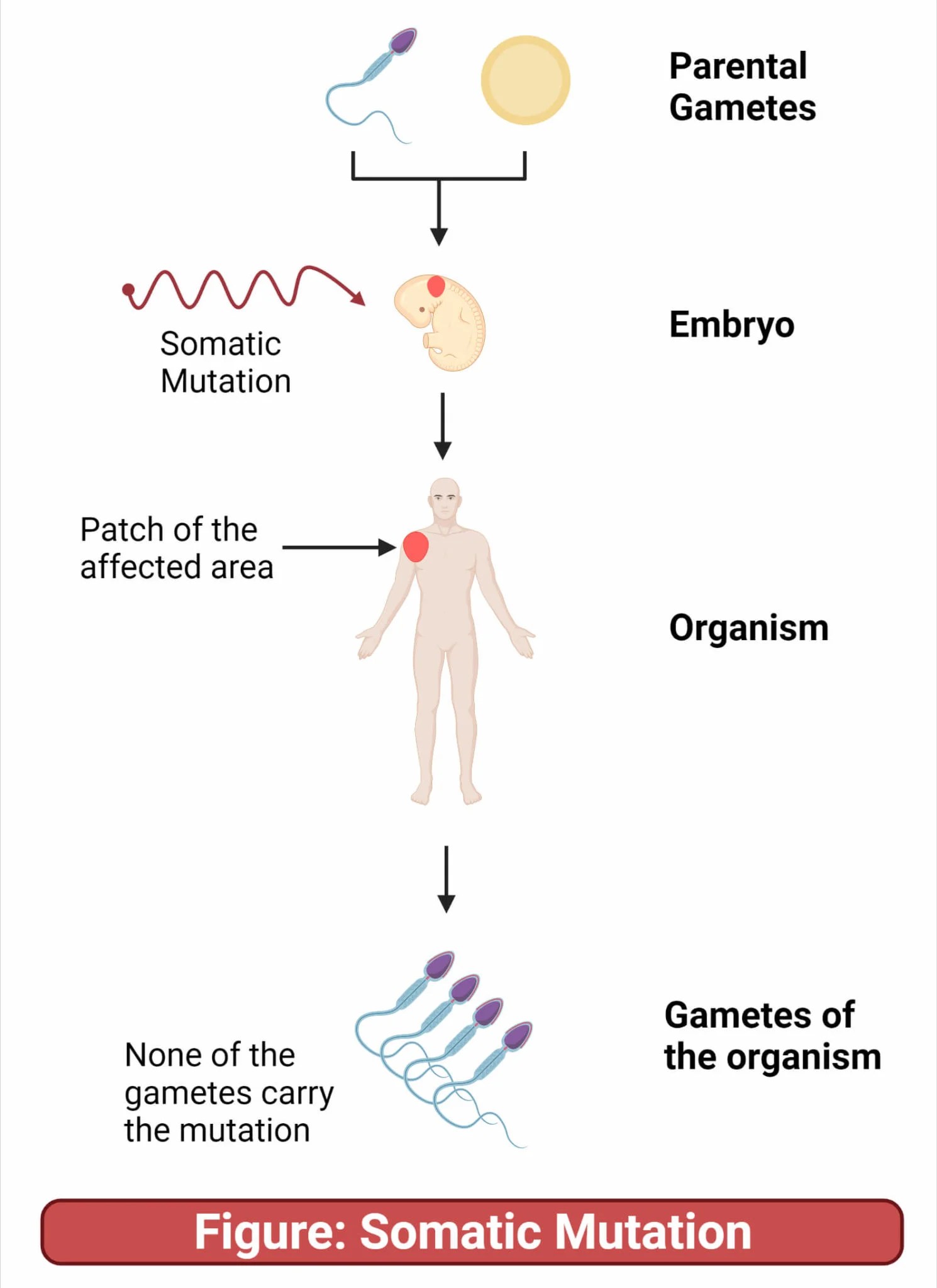 Somatic Mutation vs. Germline Mutation 13 Key Differences