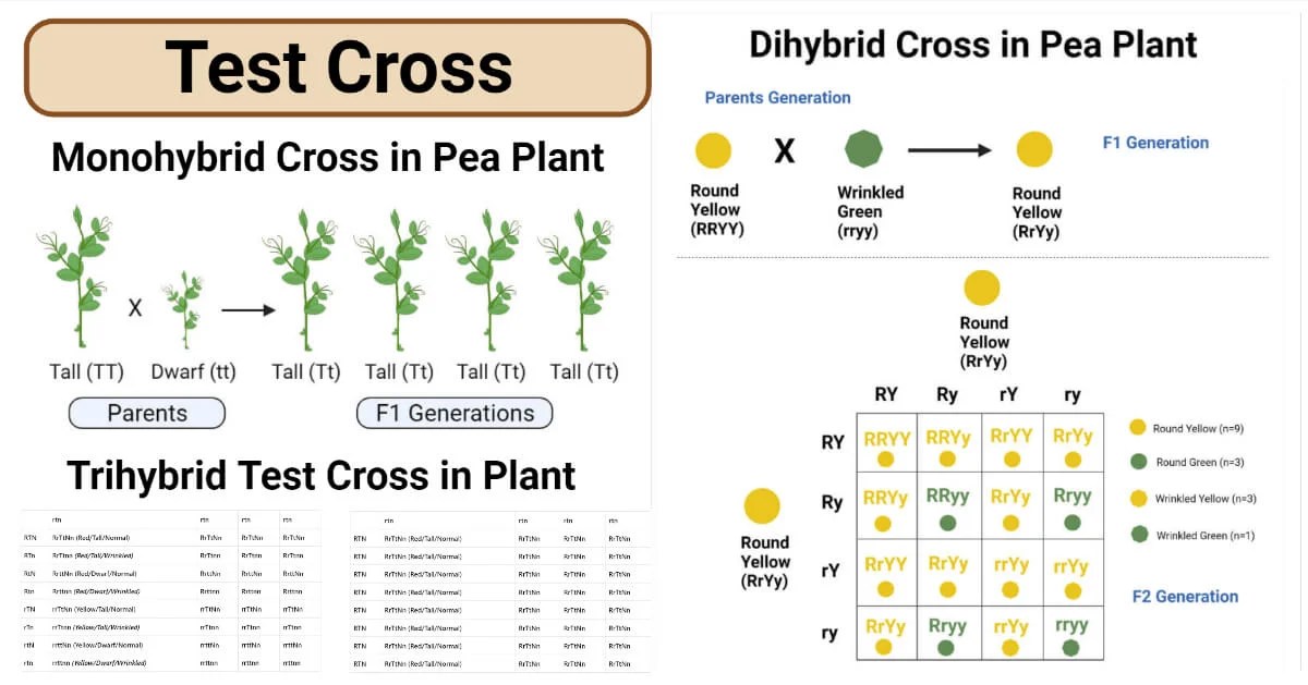 Test Cross (Single, Two, Triple Gene) Definition, Examples, Uses
