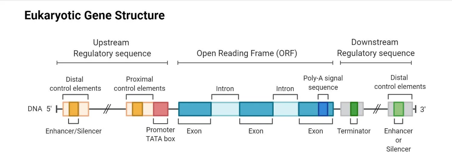 Exon Definition, Structure, Splicing, Process of Splicing