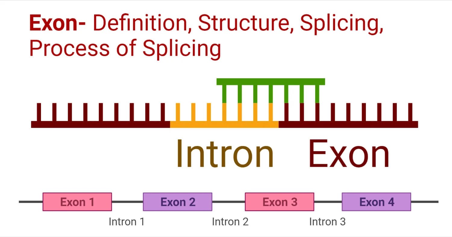 Exon Definition, Structure, Splicing, Process of Splicing