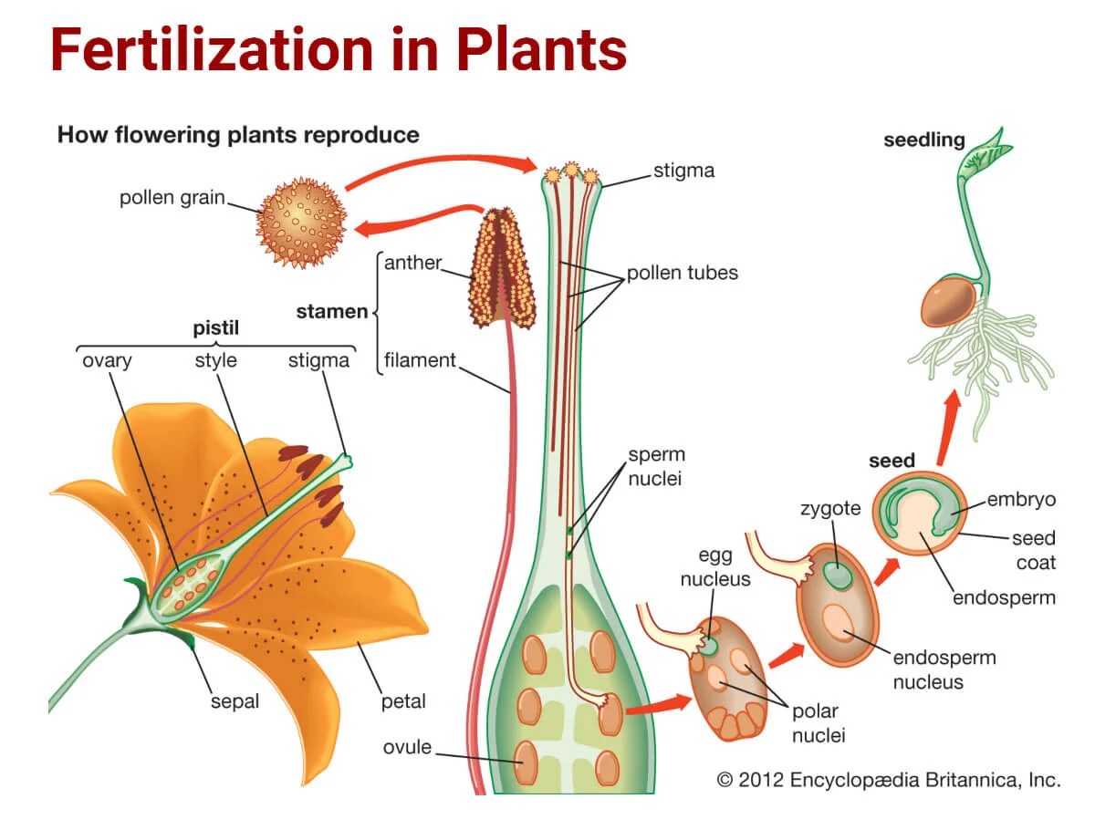 Asexual Reproduction In Animals Diagram