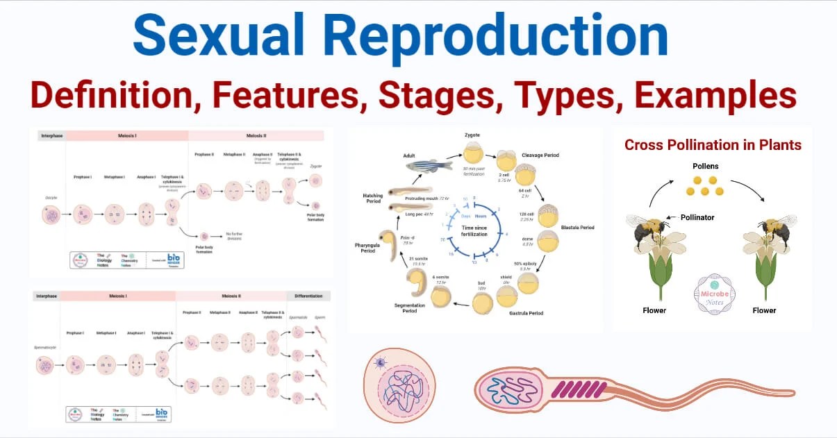 Sexual Reproduction Features, Stages, Types, Examples