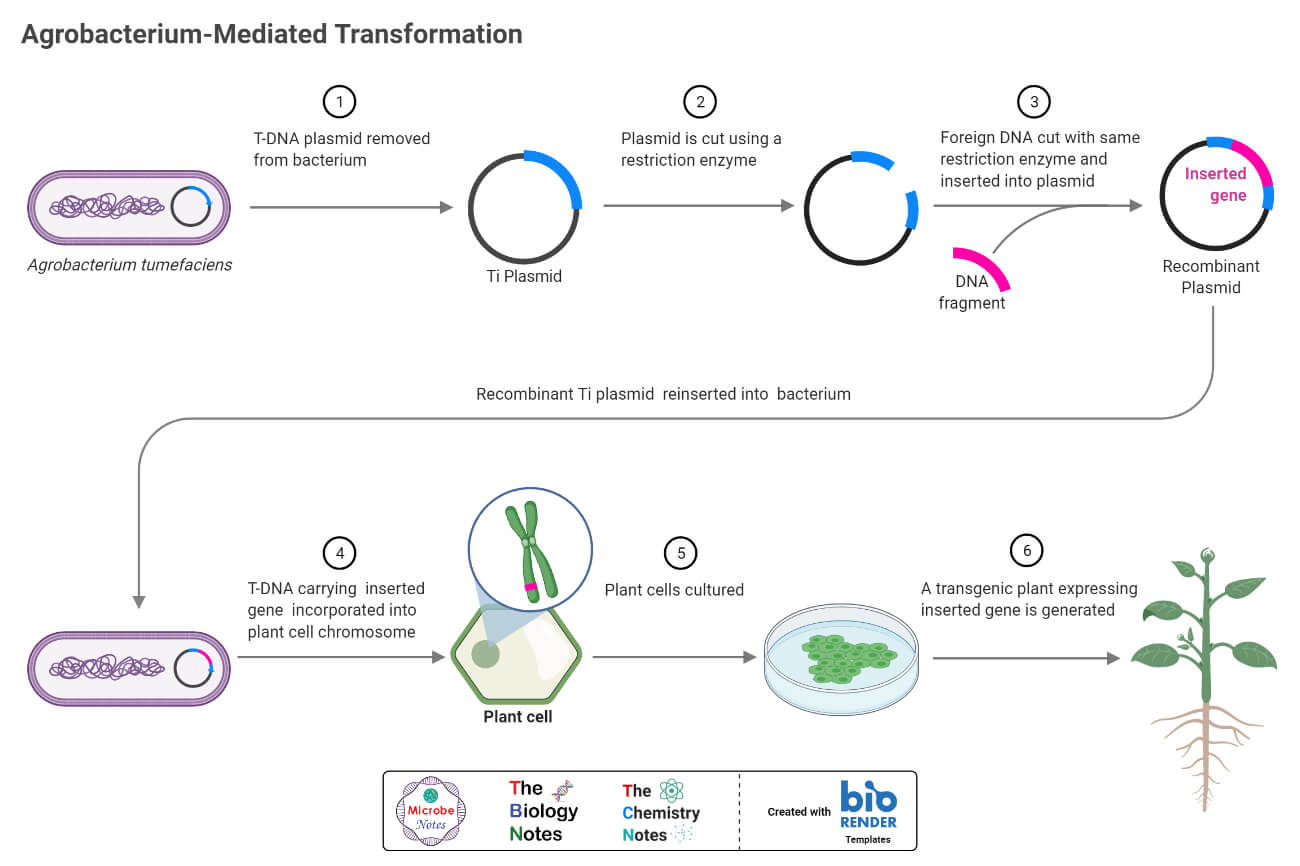 Genetically Modified Organisms (GMOs)- Process, Examples