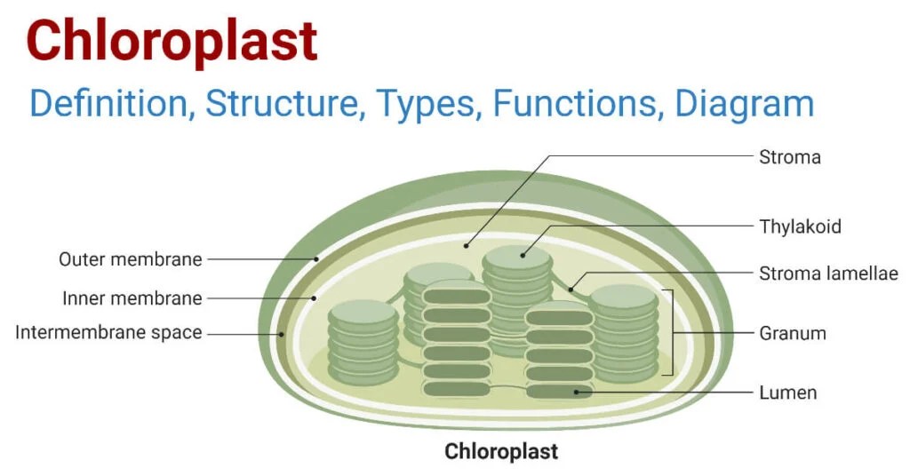 Chloroplasts Definition, Structure, Functions, Diagram