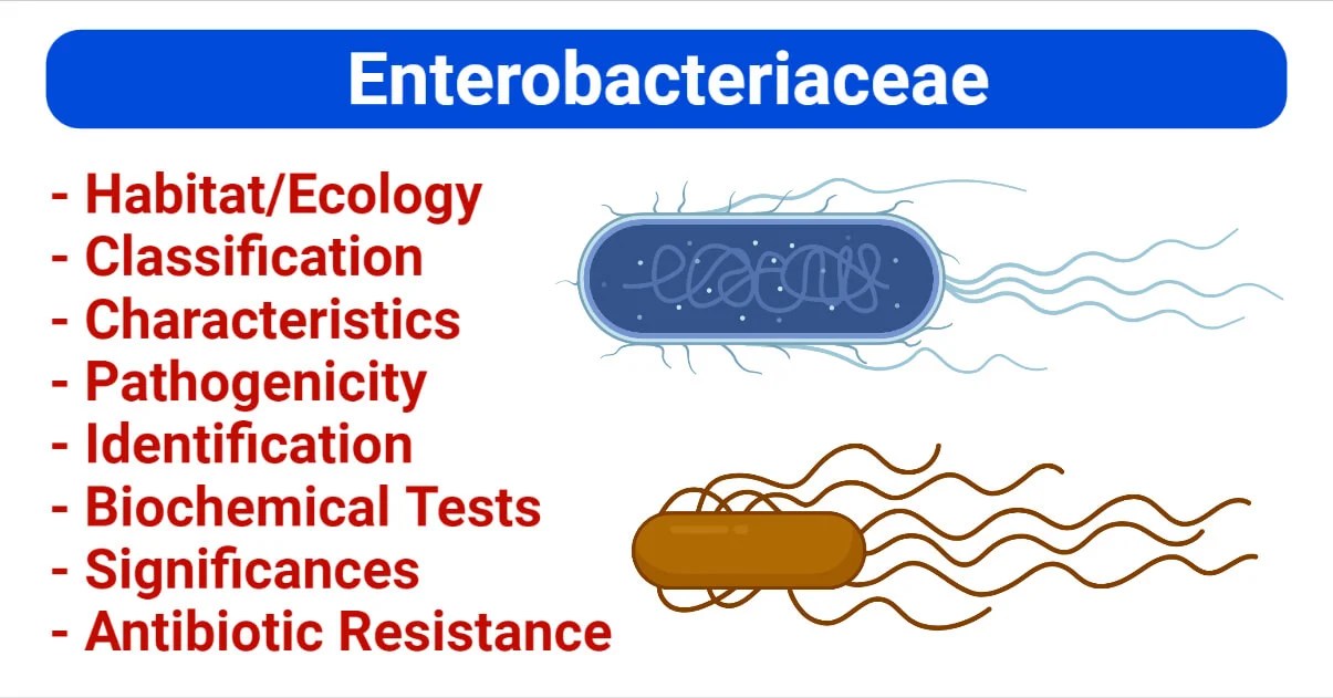Enterobacteriaceae Definition, Characteristics, Identification