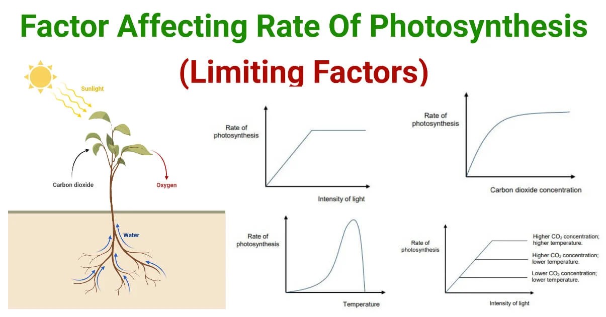 Photosynthesis Limiting Factors (Factors Affecting)