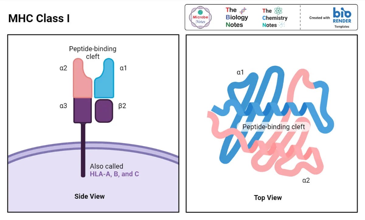 MHC Class I, Class II, Antigen Processing, And Presentation
