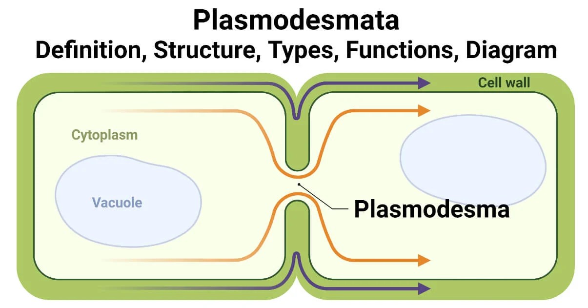 Plasmodesmata Structure, Types, Functions, Diagram