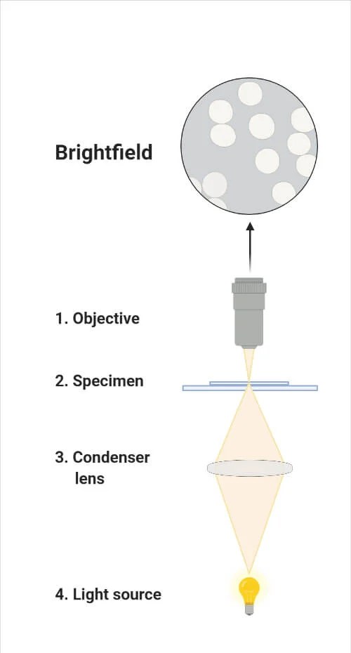 Light Microscope Principle, Types, Parts, Diagram