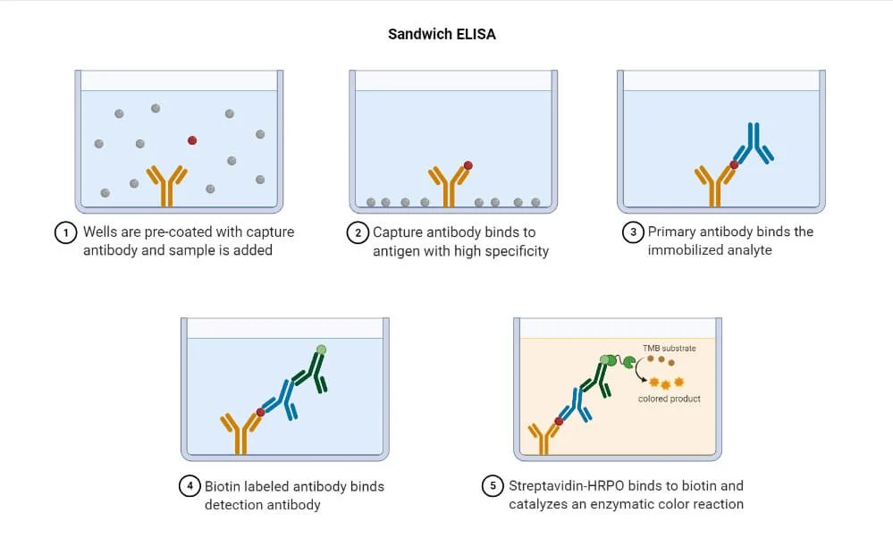 Enzymelinked immunosorbent assay (ELISA)