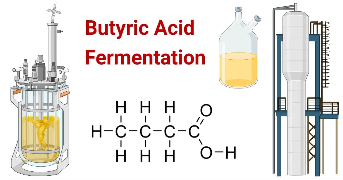 Butyric Acid Fermentation Definition, Principle, Steps, Uses