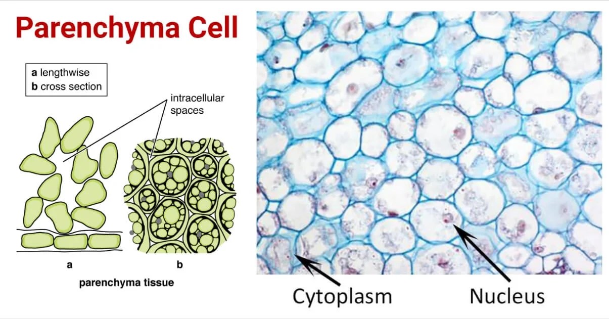 Parenchyma Cell Definition, Structure, Types, Functions