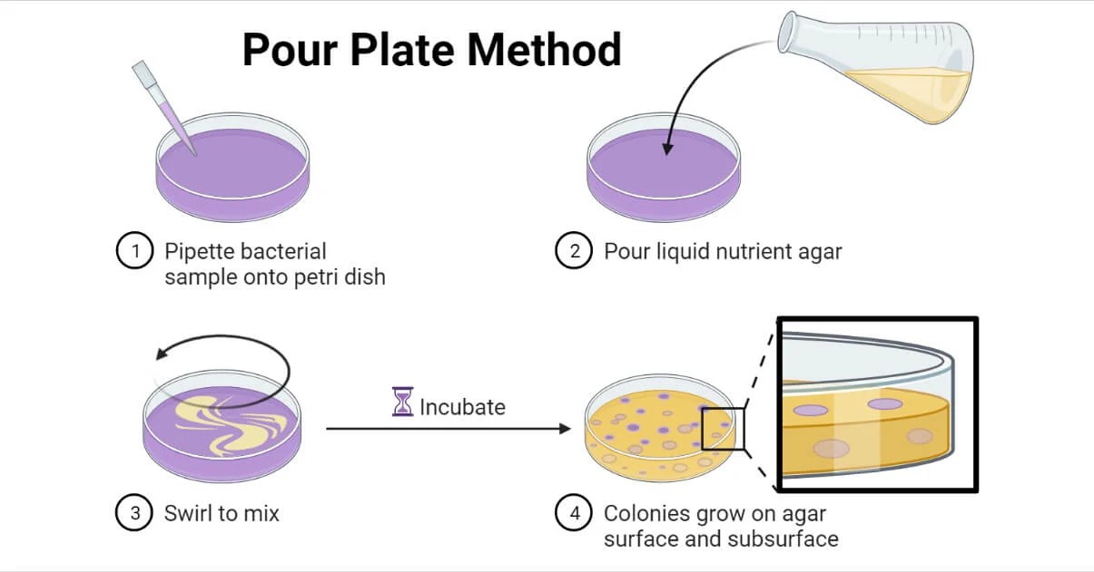 Pour Plate Method Byju's at Berniece Decastro blog