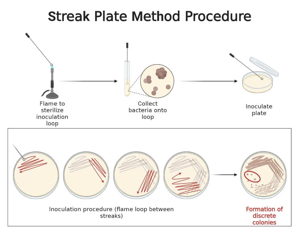 Streak Plate Method Principle, Types, Methods, Uses