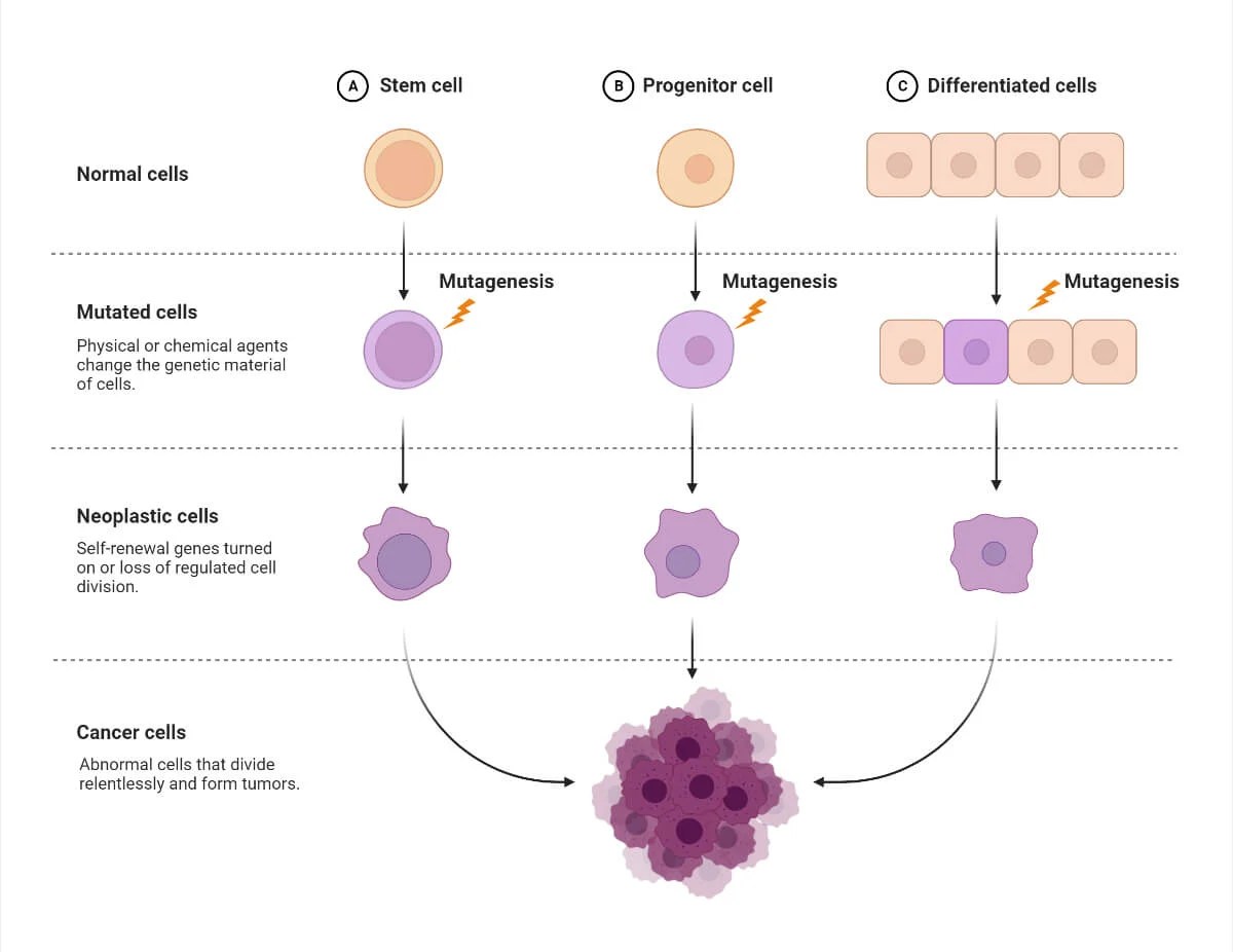Mutagens Definition, Types (Physical, Chemical, Biological)