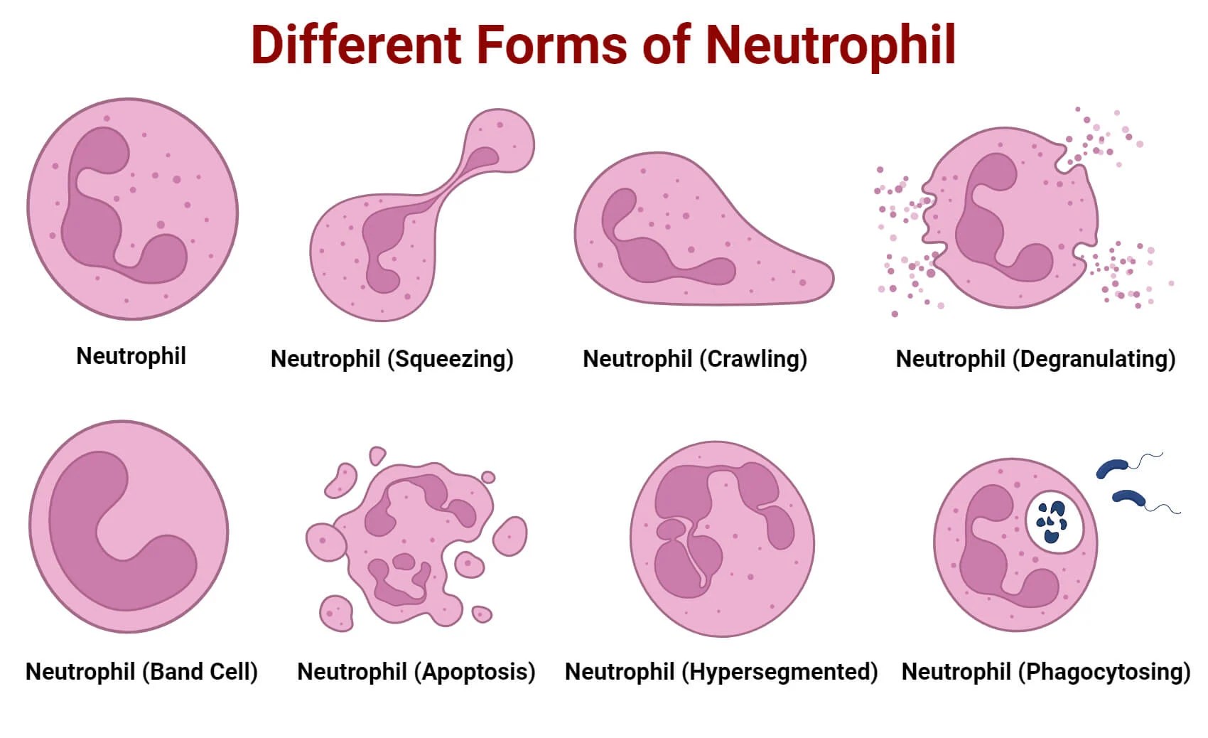 Neutrophils Definition, Structure, Count, Range, Functions
